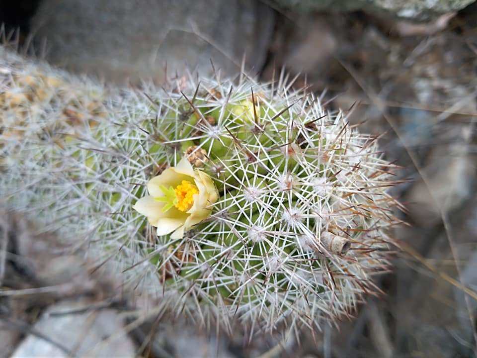 Mammillaria multidigitata